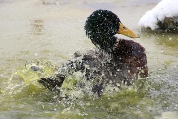 Mallard Duck Splashing