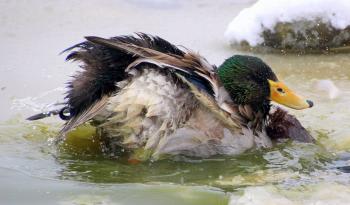 Mallard Duck Washing