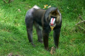 Mandrill - Wikipedia