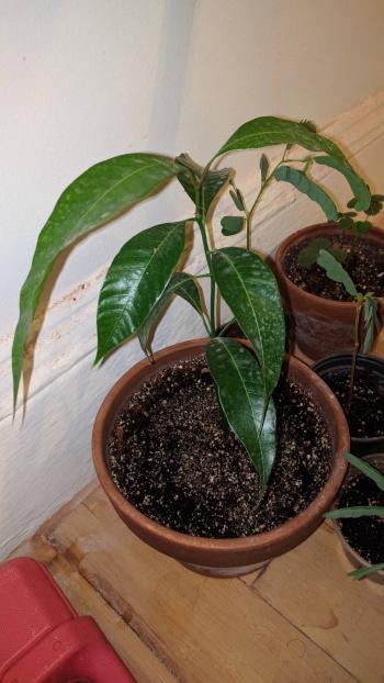 trees - How can I encourage the side growth of a mango seedling ...