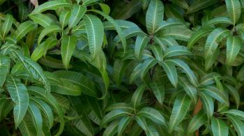 Mango tree leaves blowing in breeze, 4K Stock Video Footage ...