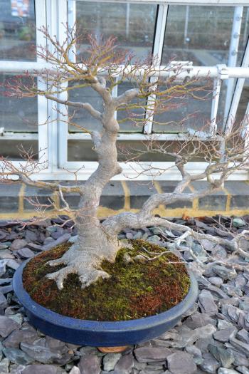 Maple bonsai tree