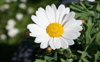 Margarida – Fotos e Flor | Flores - Cultura Mix