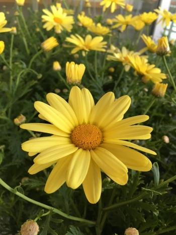 ARGYRANTHEMUM - BUTTERFLY YELLOW MARGUERITE – Horlings Plants