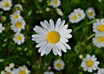 File:Marguerite FR 2013.jpg - Wikimedia Commons