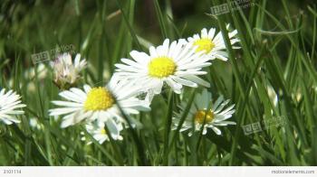 Meadow Margaret Flower Marguerite Leucanthemum Stock video footage ...