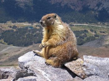 Marmot - Wikipedia