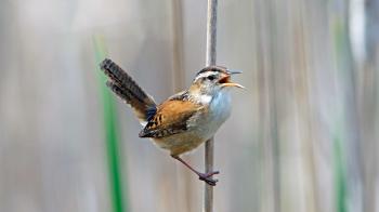 Marsh Wren - YouTube