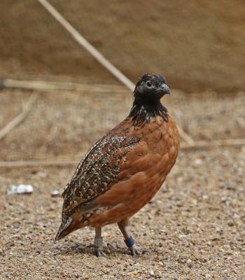 Pictures and information on Masked Bobwhite