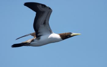 Masked Booby | Audubon Field Guide