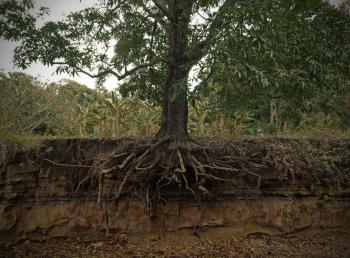 File:Exposed mango tree roots.jpg - Wikimedia Commons