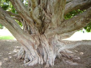 Massive tree roots