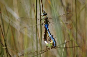 Mating dragonflies