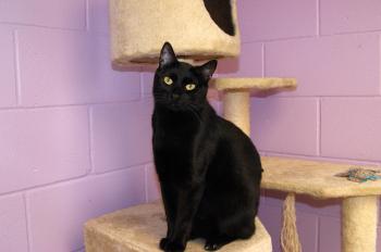 Cat for Adoption – Maxx, near Memphis, TN | Petfinder