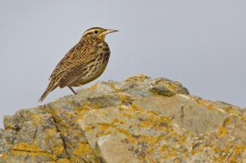 Western Meadowlark | Audubon Field Guide