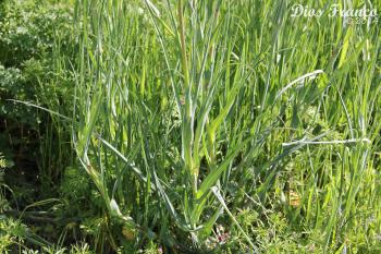 Salsify, Yellow (Tragopogon Dubius) – Nw Visual Plant ID