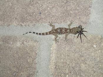 Biological Ramblings: Herp of the Day: Hemidactylus