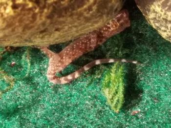 Advice For Mediterranean Gecko | Reptile Forums - Information