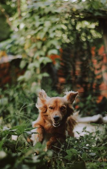 Medium-coated Tan Dog Running on Green Plants Photography