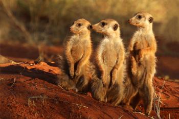 Meerkat - Wikipedia