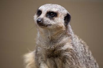 Slender-tailed Meerkat - Zoo Atlanta