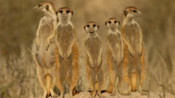 meerkat-group.ngsversion.1396530590985.adapt.1900.1.jpg