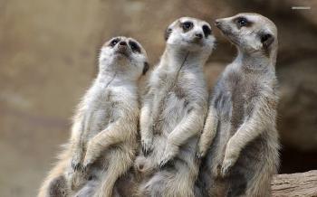 Meerkat Manor S01 E06 Boys Will Be Boys - YouTube
