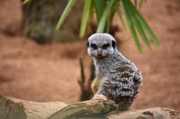 Picture 1 of 17 - Meerkat (Suricata Suricatta) Pictures & Images ...
