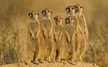 Meerkat Wallpapers, Best Meerkat Wallpapers, Wide HD Widescreen ...