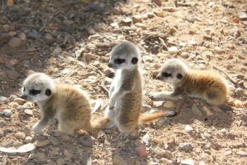 Meerkat pups | Taronga