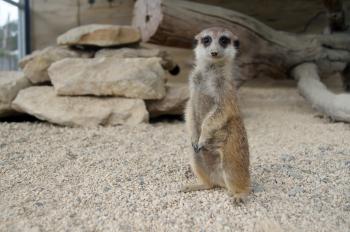 Meerkat Encounter