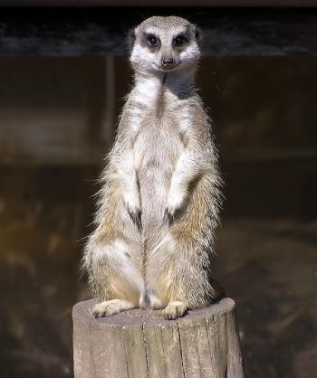 Meerkat Posing