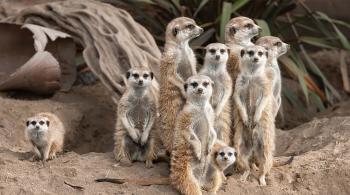 Meerkat | San Diego Zoo Animals & Plants