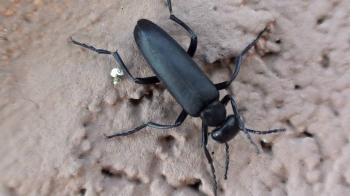 Blister Beetle (Meloidae: Lytta) on Wall - YouTube
