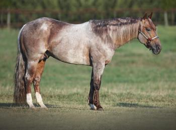 Leading Sire Metallic Cat Sells - Quarter Horse News