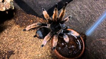 Brachypelma klaasi The Mexican Pink Leg - YouTube
