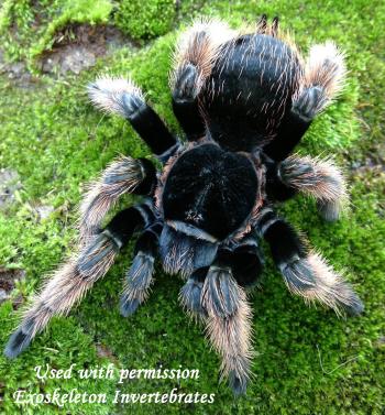 Brachypelma klaasi (Mexican Pink) 1.5" -
