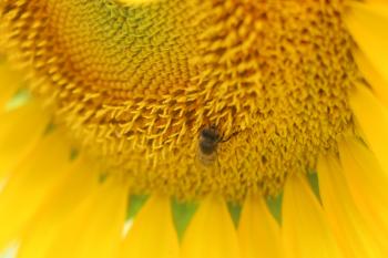 Micro Photo of Honey Bee of Yellow Sunflower Flower