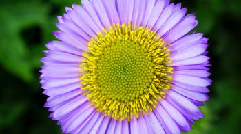 Micro Photography Purple and Yellow Flower