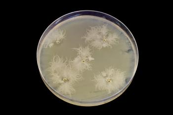 Microbiology petri plate