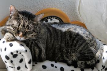 Bigfoot WB Scientists Say a midday Cat-nap would do the workplace ...