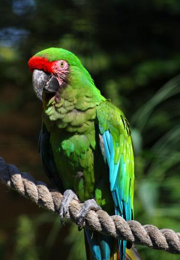 Military macaw - Wikipedia