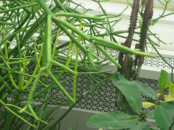 The stems of the milk bush plant contain a milky white sap-like ...