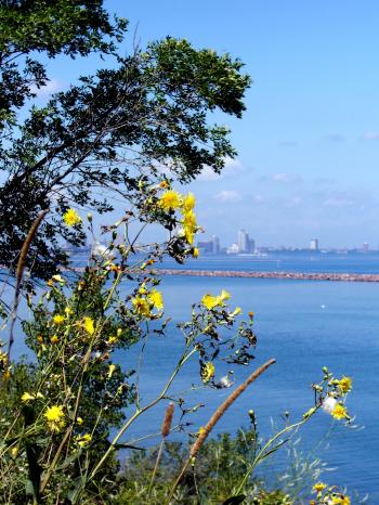 Milwaukee Bluffs