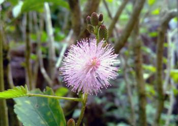 Mimosa pudica (Thottavadi) Flower