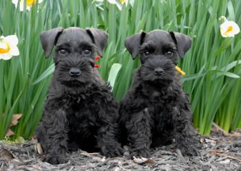 Whispering Pines Miniature Schnauzers
