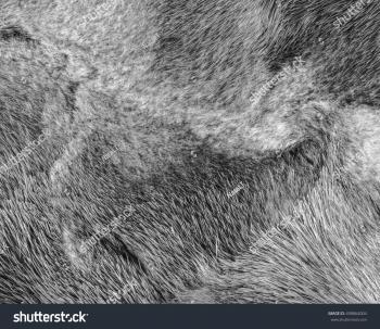 Gray Mink Fur Texture Closeup Stock Photo 498864004 - Shutterstock