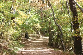 Free Plants / Miscellaneous texture (forest, path, fall)
