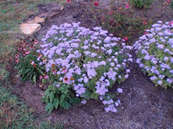 Mist Flower | Tennessee Smart Yards Native Plants