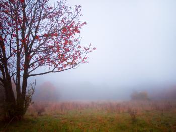 Misty empty autumn.